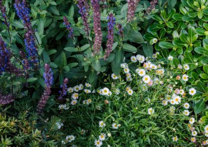 summer plants